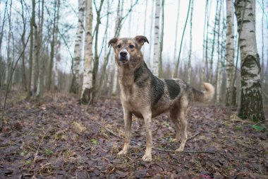 Köpek yağmurlu havada sonbaharda ormanda yürür..