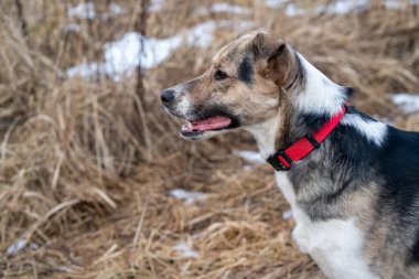 Yürüyüşe çıkmış bir köpeğin portresi..