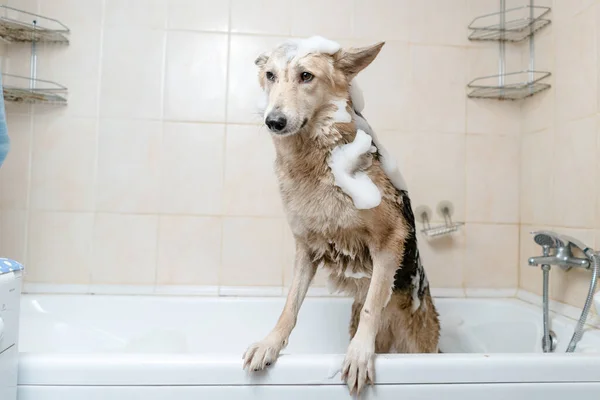 Собака Стоит Ванной Пене Вымой Собаку После Прогулки — стоковое фото
