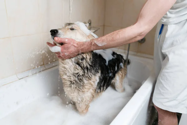 Owner Sings Dog Shower Foam Water — Stock Photo, Image