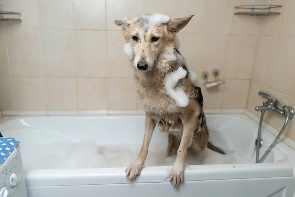 Cão Está Banho Espuma Lave Cão Após Uma Caminhada — Fotografia de Stock