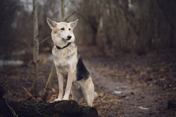 Dog in the forest on the footpath. Posing standing with front paws on a log. gloomy autumn landscape
