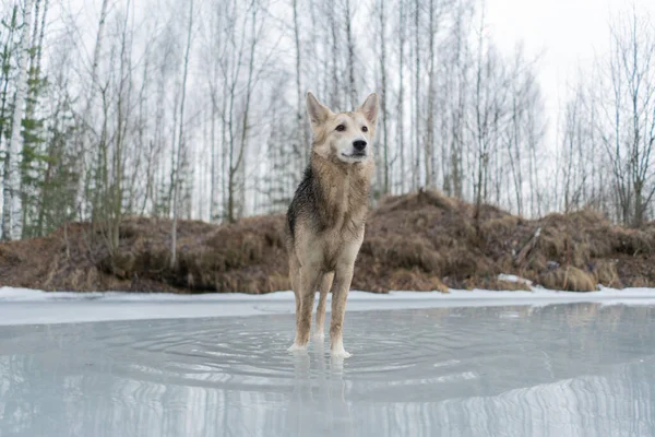 凍った湖の氷の上を歩く羊飼いの犬 — ストック写真