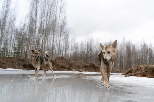 凍った湖の氷の上を歩く羊飼いの犬 — ストック写真