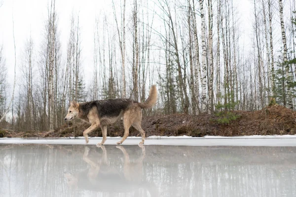 凍った湖の氷の上を歩く羊飼いの犬 — ストック写真