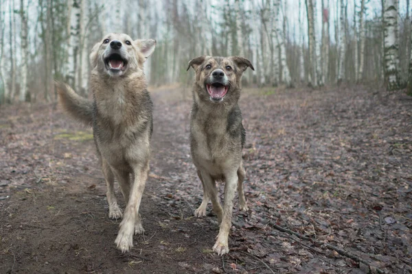 Dwa Psy Szczęśliwie Chodzą Razem — Zdjęcie stockowe