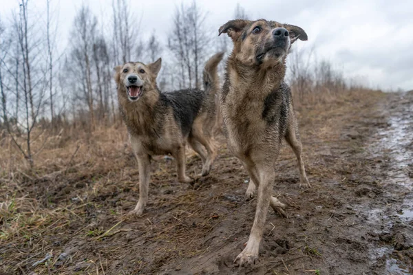 2匹の犬が泥の中で幸せな犬を歩いている — ストック写真