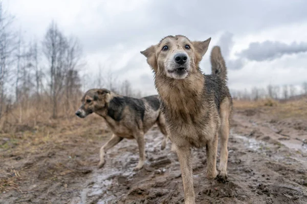 2匹の犬が泥の中で幸せな犬を歩いている — ストック写真