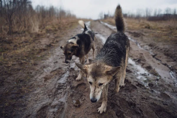 Δυο Σκυλιά Περπατούν Χαρούμενα Σκυλιά Στη Λάσπη — Φωτογραφία Αρχείου