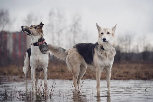 水たまりの中を犬が歩いている — ストック写真