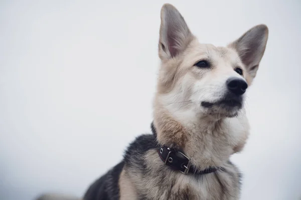 Πορτραίτο Σκύλου Για Βόλτα — Φωτογραφία Αρχείου