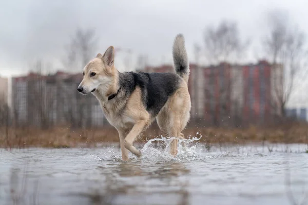 水たまりの中を犬が歩いている — ストック写真
