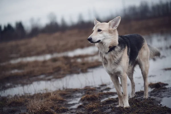 Birikintilerinde Yürüyen Bir Köpek — Stok fotoğraf