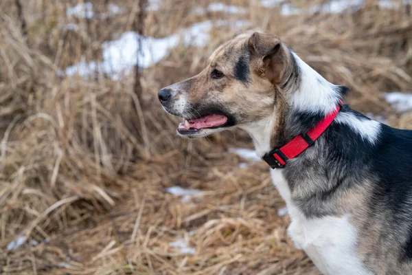 Yürüyüşe çıkmış bir köpeğin portresi..