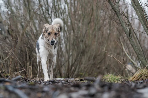 Σκύλος Περπατά Μέσα Στο Δάσος Φθινόπωρο Βροχερό Καιρό — Φωτογραφία Αρχείου