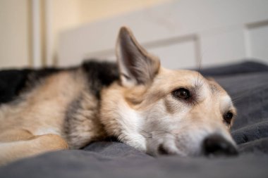 Yatakta uyuyan güzel bir köpeğin portresi.