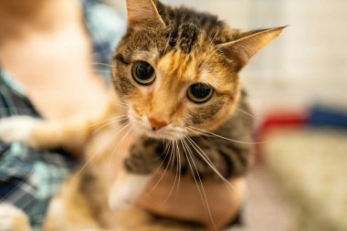 Hanımefendinin ellerinde çok renkli güzel bir kedi