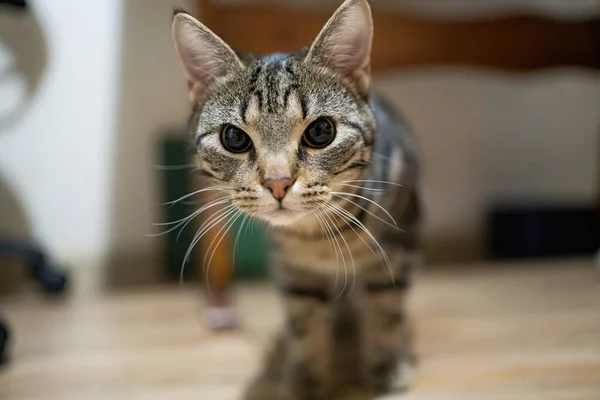 Hermoso Gato Tabby Casa — Foto de Stock