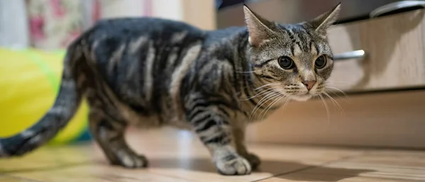 Красива Кішка Таббі Вдома — стокове фото