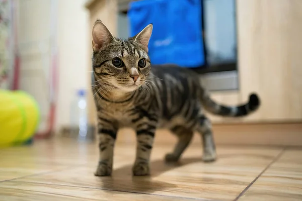 Красива Кішка Таббі Вдома — стокове фото