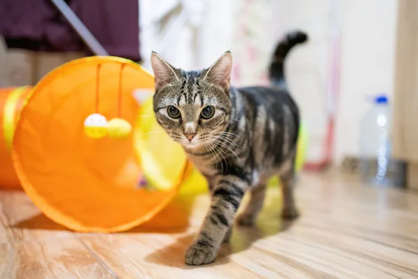 Красива Таббі Кішка Вдома Своїми Іграшками — стокове фото