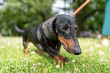 Parktaki yeşil çayırda siyah köpek