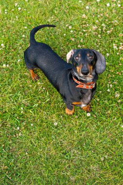 Parktaki yeşil çayırda siyah köpek