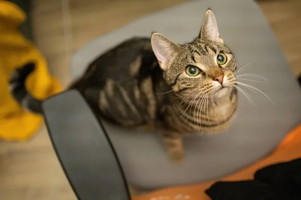 Красива Кішка Таббі Сидить Стільці — стокове фото