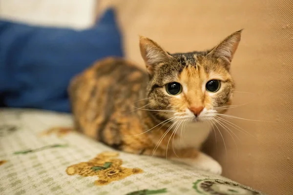 Hermoso Gato Multicolor Sentado Sofá — Foto de Stock
