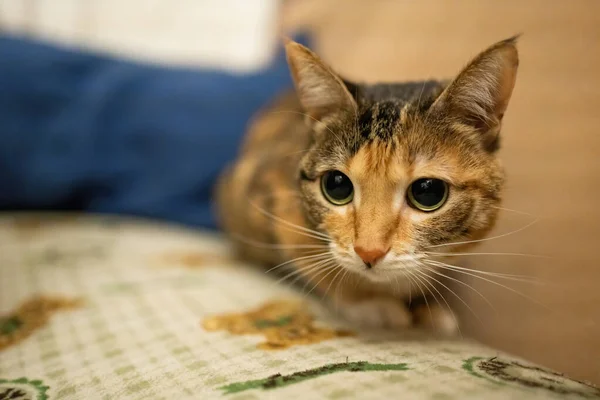 Красива Різнокольорова Кішка Сидить Дивані — стокове фото