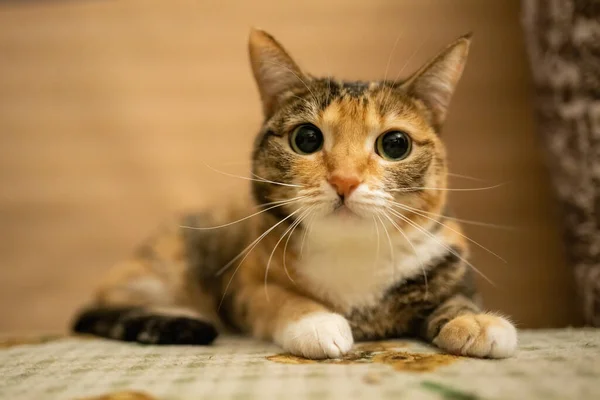 Hermoso Gato Multicolor Sentado Sofá — Foto de Stock