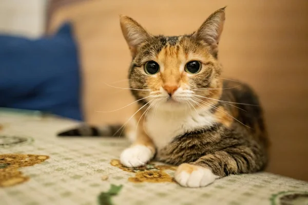 Красива Різнокольорова Кішка Сидить Дивані — стокове фото