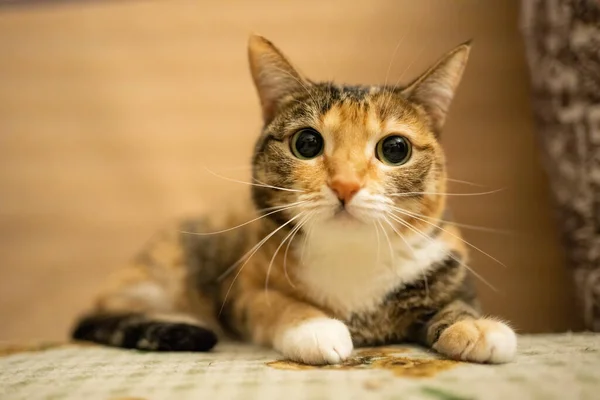 Красивая Разноцветная Кошка Сидит Диване — стоковое фото