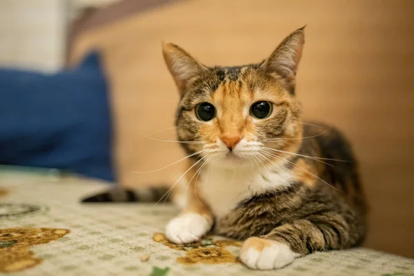 Hermoso Gato Multicolor Sentado Sofá — Foto de Stock