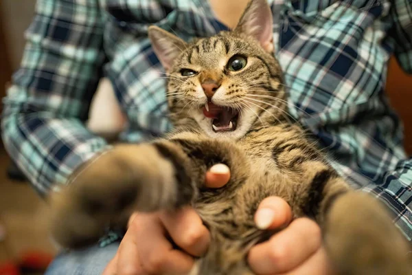Piękny Kot Rękach Kochanki — Zdjęcie stockowe