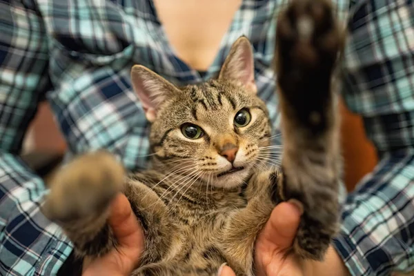 愛人の手に美しいタビー猫 — ストック写真