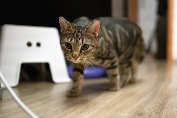 Schöne Gestromte Katze Läuft Unter Dem Tisch — Stockfoto