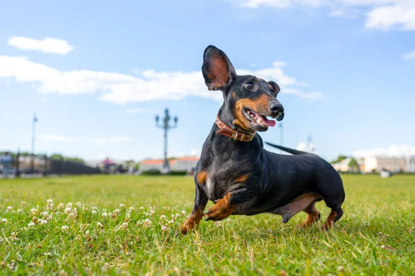 Parkta Köpeği Olan Güzel Bir Kadın — Stok fotoğraf