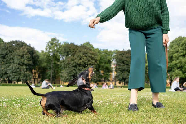 Parkta köpeği olan genç bir kadın.