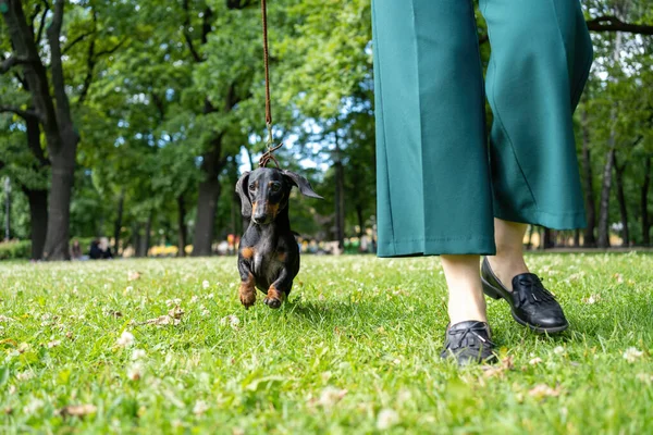 Dog Owner Walking Park — Stock Photo, Image