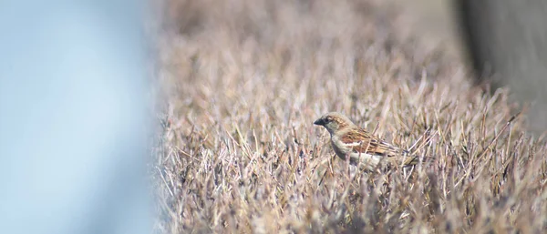 Sparrow Birds Sit Bush Spring — Stock Photo, Image