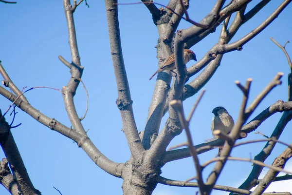 Serçe Kuşlar Ağaçta Oturuyor Yapraksız Erken Bahar Ağacı — Stok fotoğraf