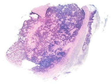 Soyut mavi menekşe suluboya lekesi, grunge damlaları sıçrıyor. Tasarım düzeni için izole edilmiş bir suluboya damla ögesi üzerinde.