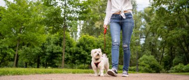 Koşum takımında mutlu köpekli ipeksi teriyer. Hanımefendiyle parkta yürüyor..