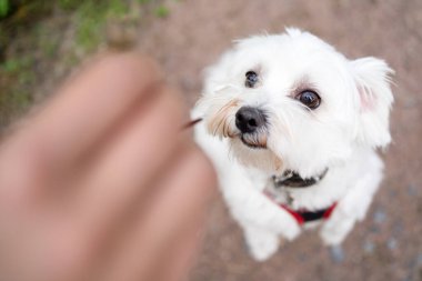 Mutlu köpek yemek için arka ayakları üzerinde zıplar..