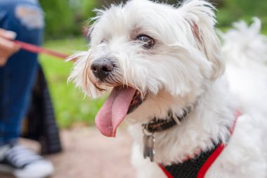 Muhteşem beyaz Malta ipeksi teriyer büyük portre