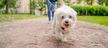 Beyaz ipeksi teriyer tasmalı bir metresle yürüyor.