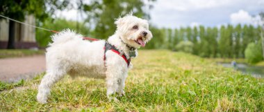 Beyaz Malta teriyeri köpeği gölün yanındaki parkta yürüyor. Çimlerin üzerinde duruyor ve uzaklığa bakıyor.