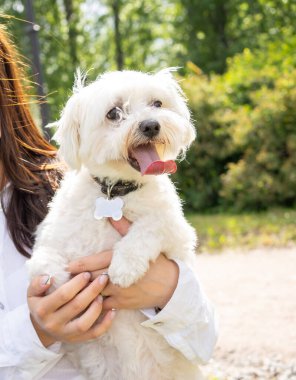 Beyaz küçük köpek Maltese Köpeği metresin elinde