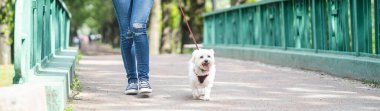 Beyaz küçük köpek, metresle birlikte köprüde yürüyor. Tasmalı bir köpek